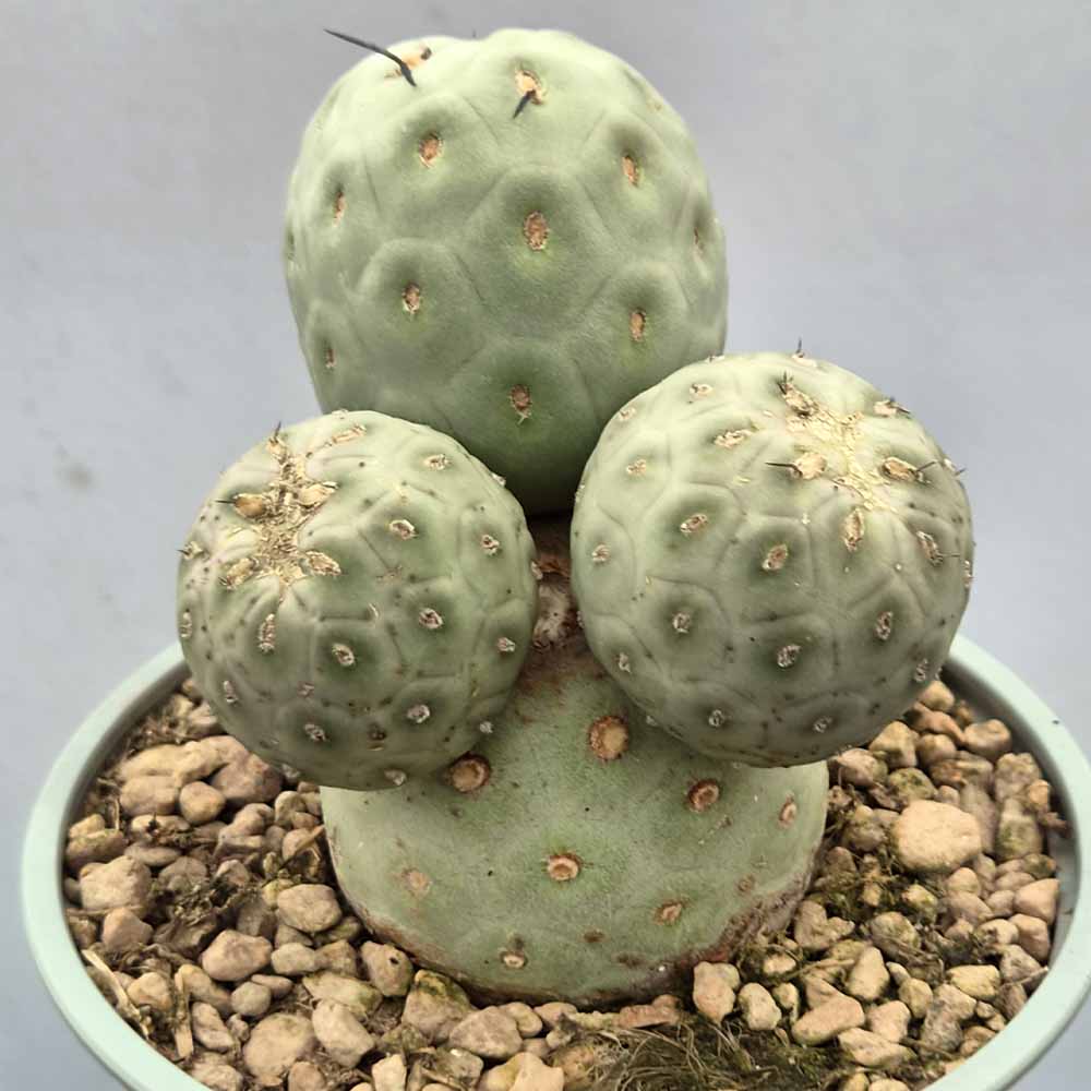 tephrocactus geometricus pianta