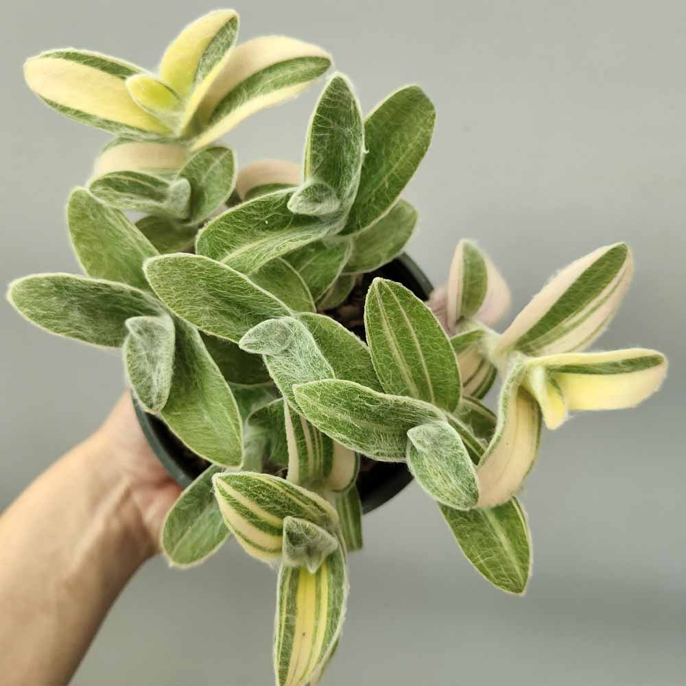 tradescantia sillamontana variegata XL