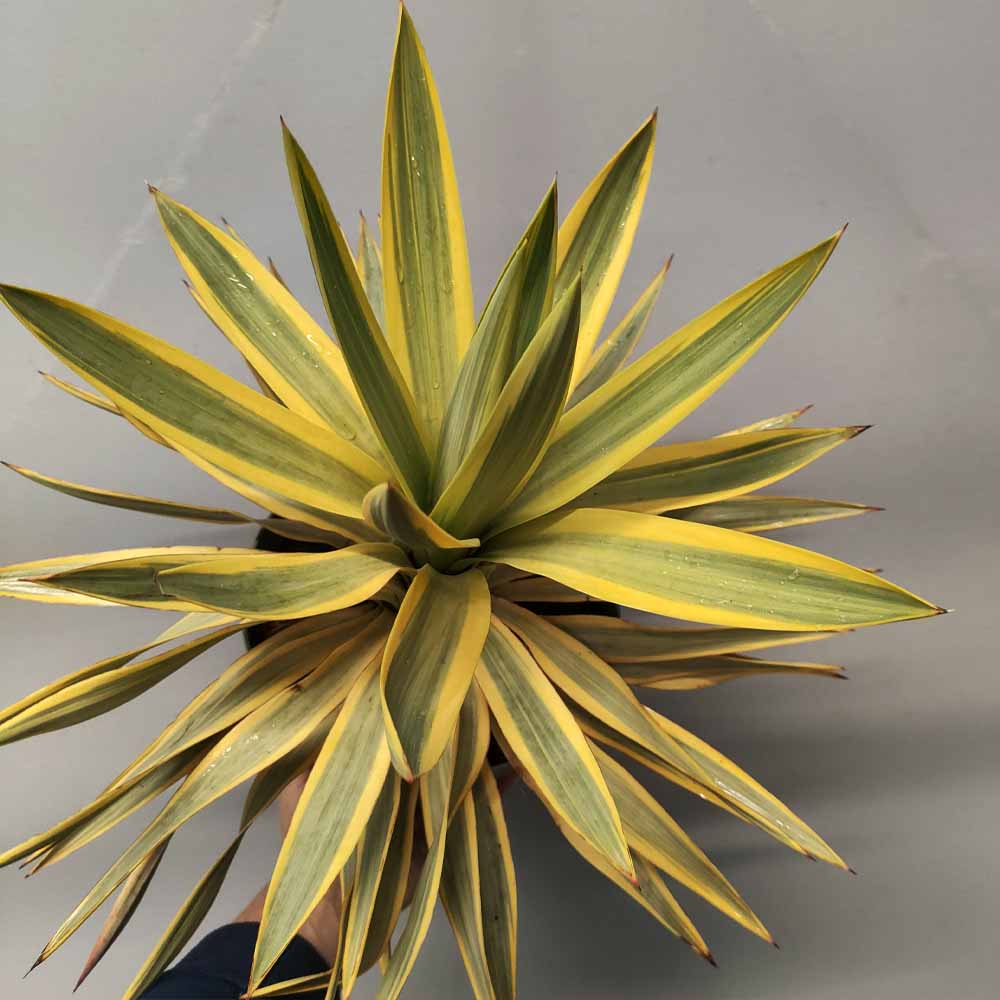 yucca bright star