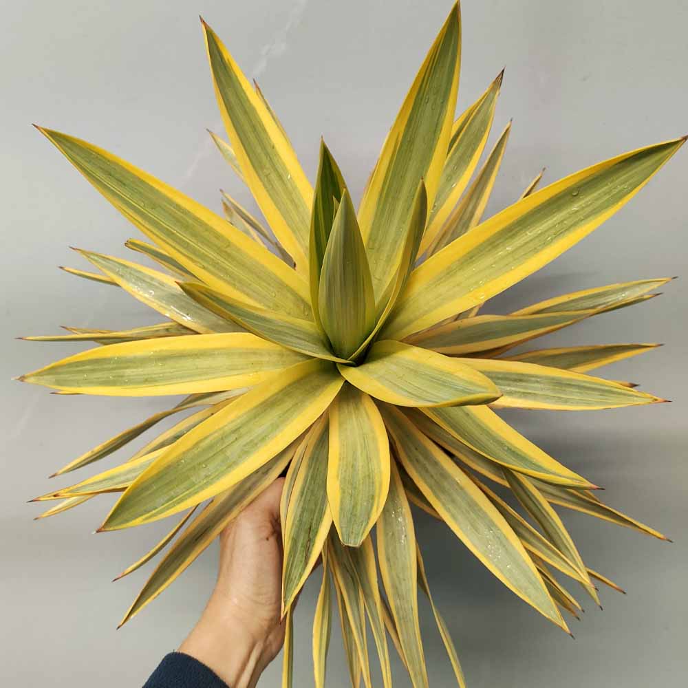 yucca bright star PIANTA