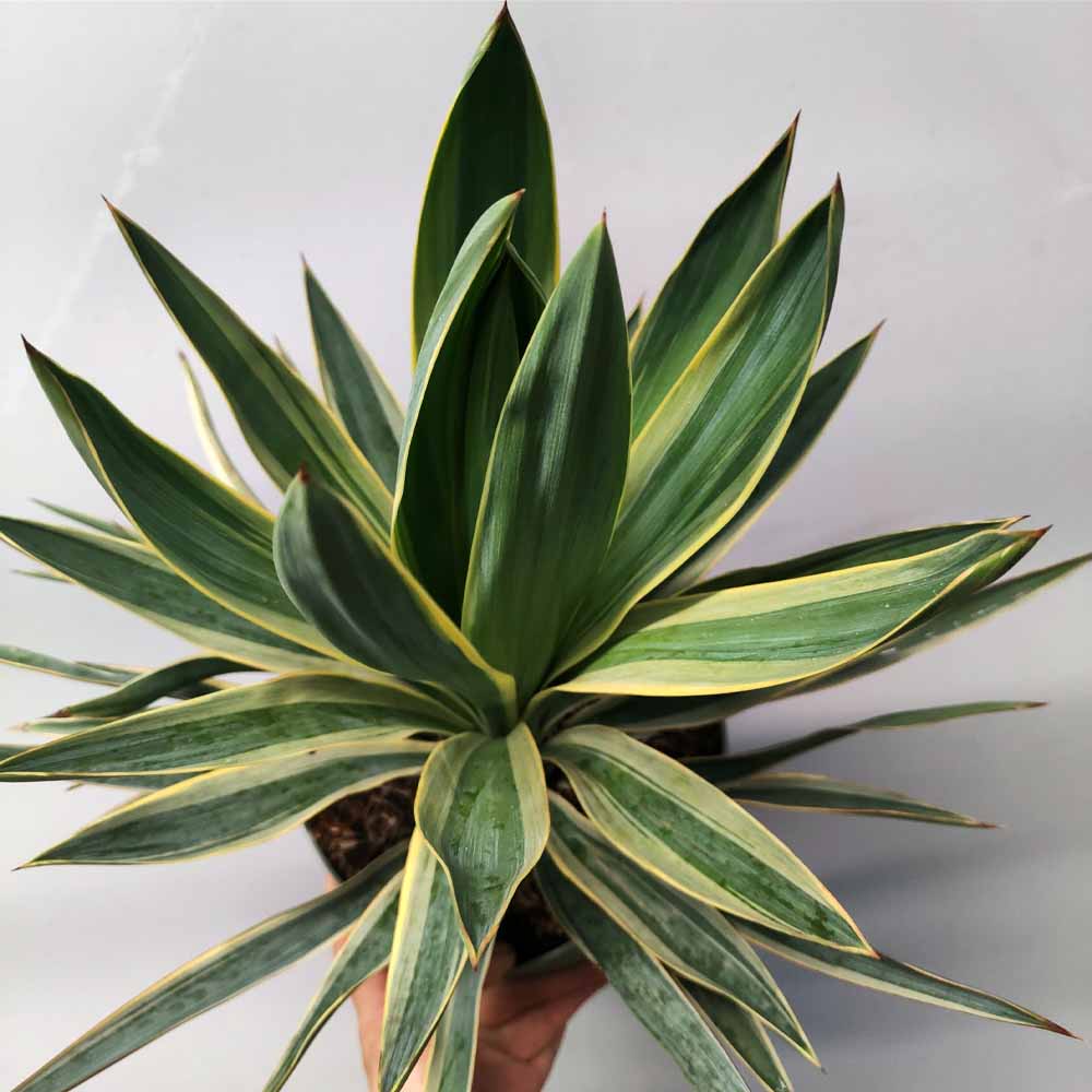 yucca gloriosa variegata