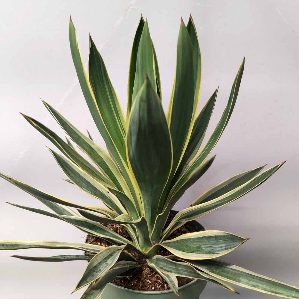 yucca gloriosa