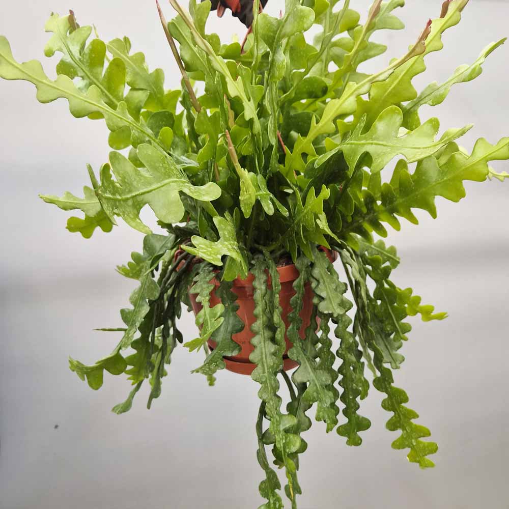 Epiphyllum anguliger XL