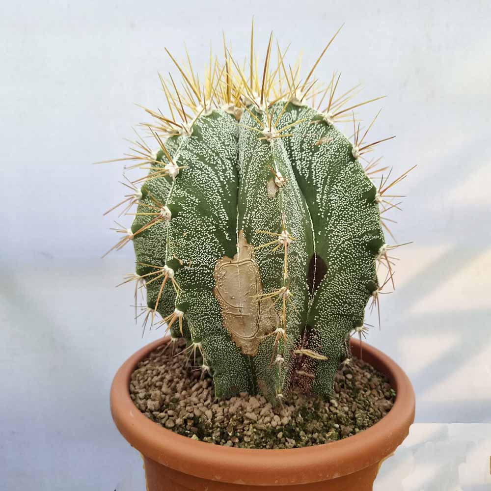 asrtophytum ornatum cactus