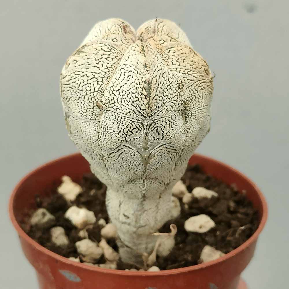 astrophytum onzuka cactus