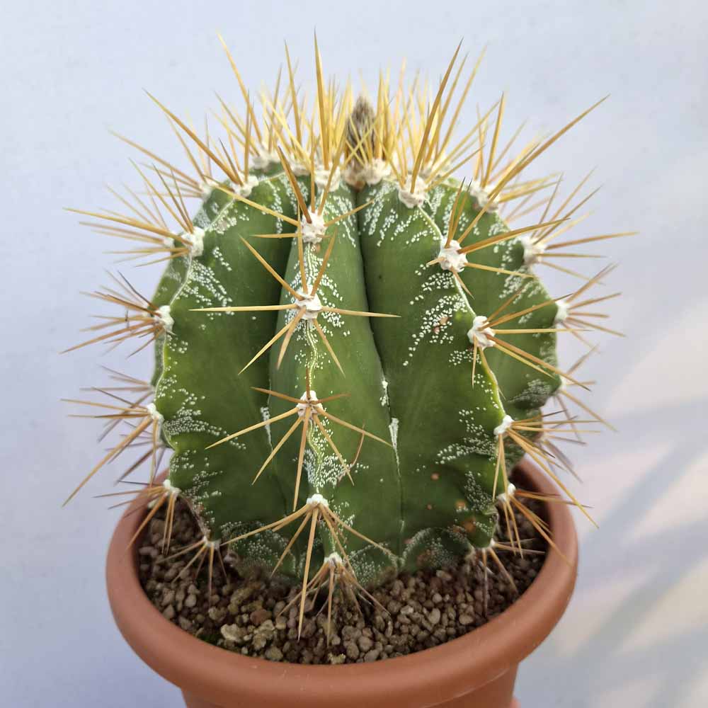 astrophytum ornatum