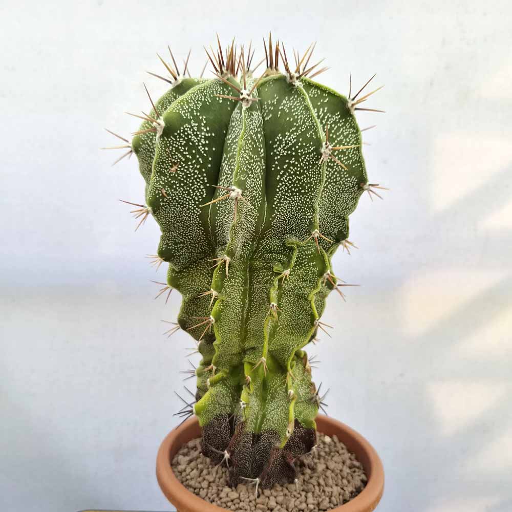 astrophytum ornatum