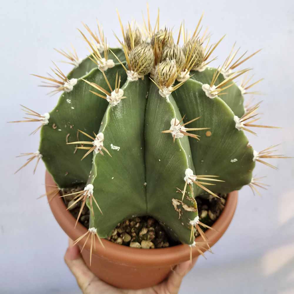 astrophytum ornatum cactus