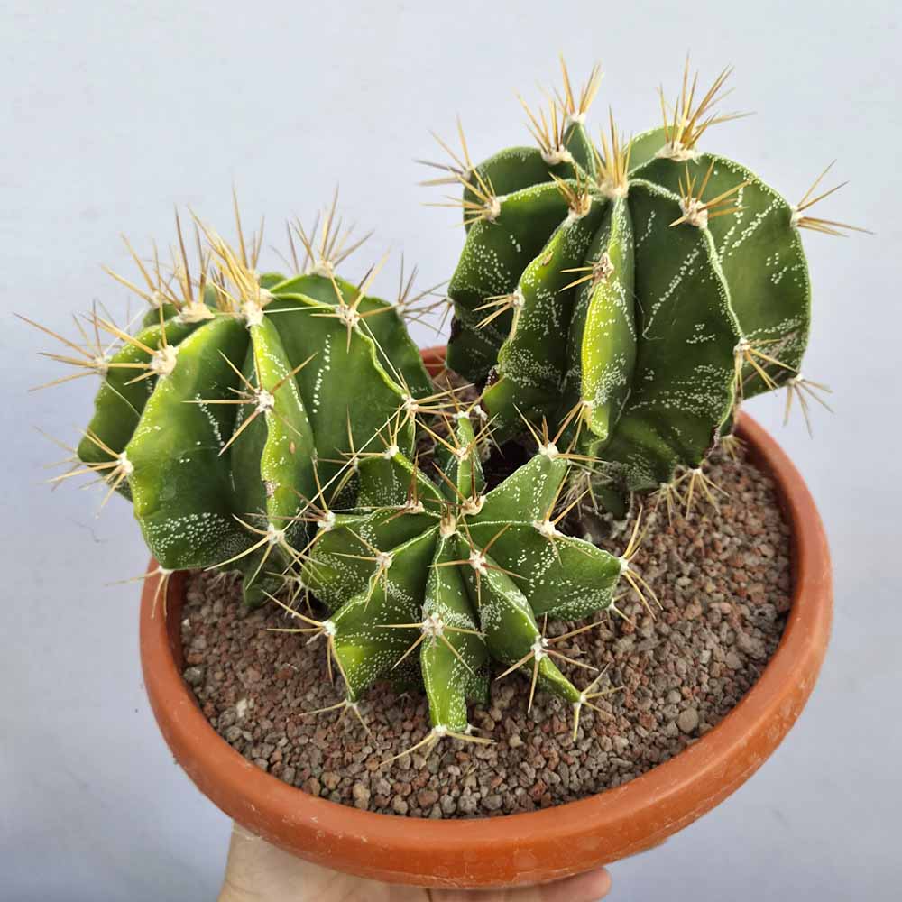 astrophytum ornatum pianta