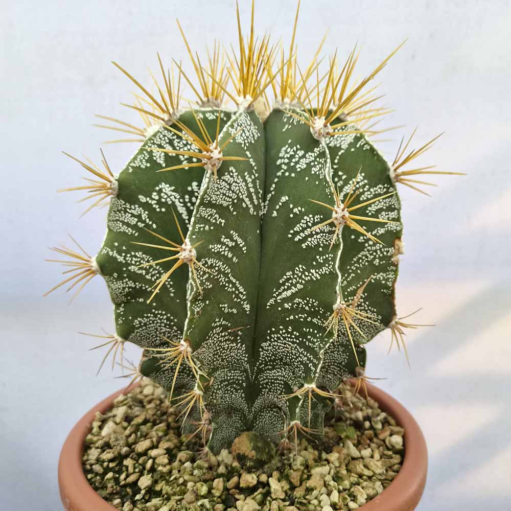 astrophytum ornatum
