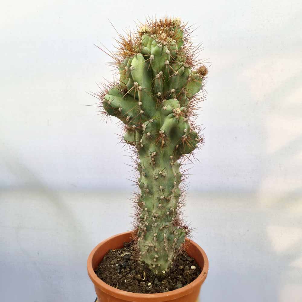 cereus jamacaru mostruoso