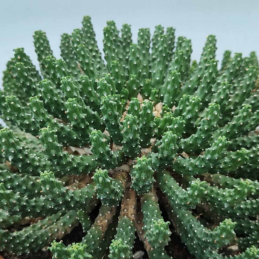 euphorbia caput medusae cactus