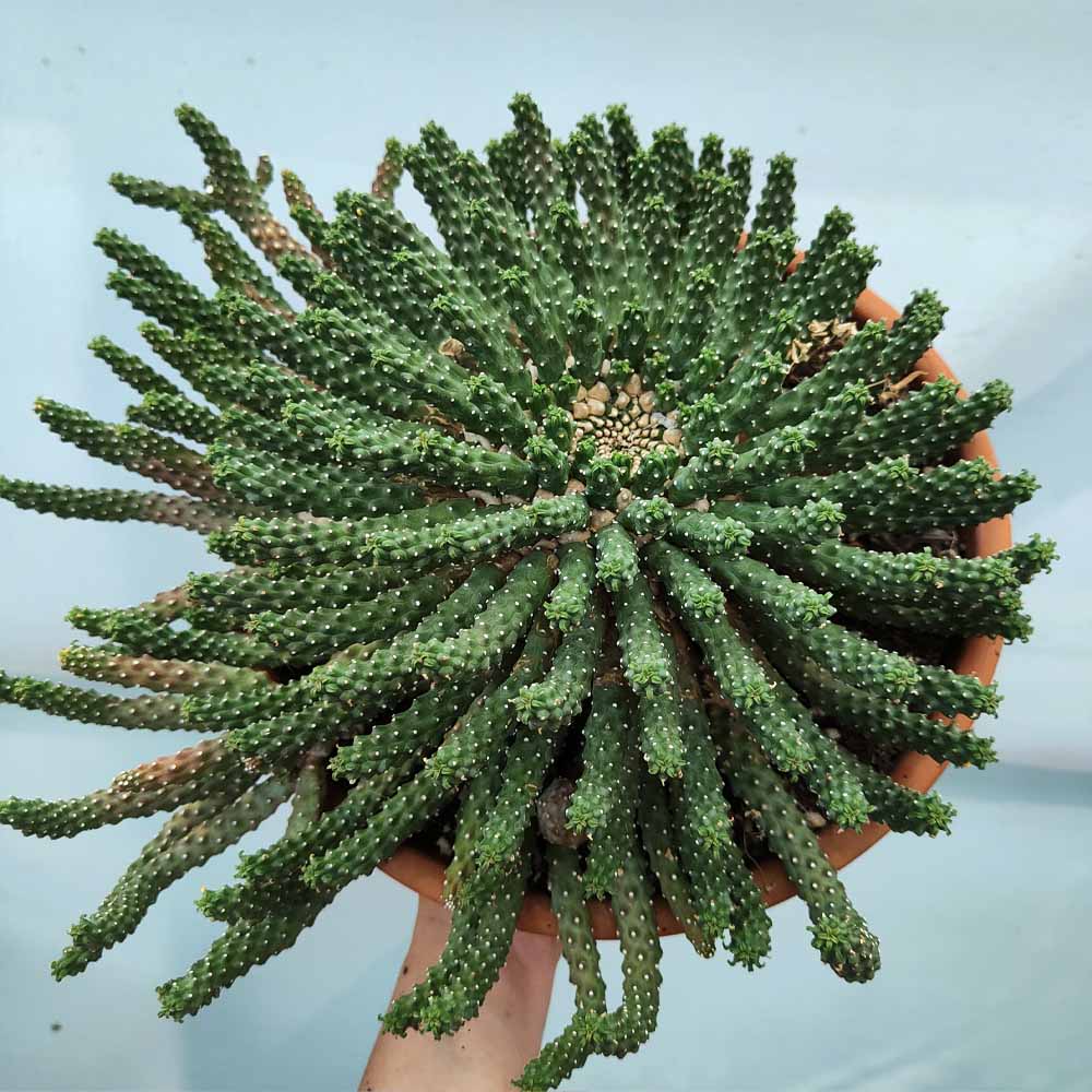 euphorbia caput medusae pianta