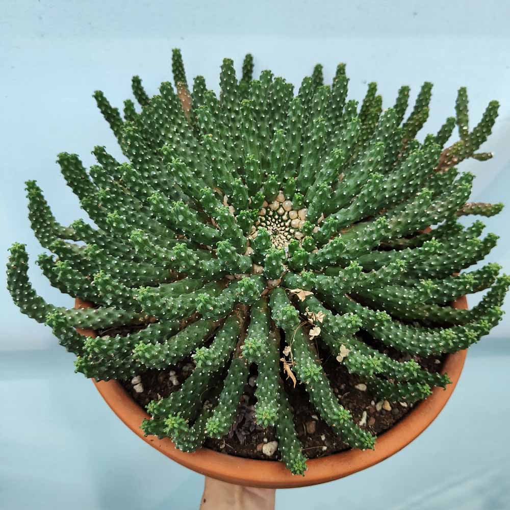 euphorbia caput medusae