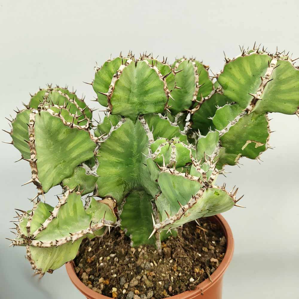 euphorbia cooperi cactus