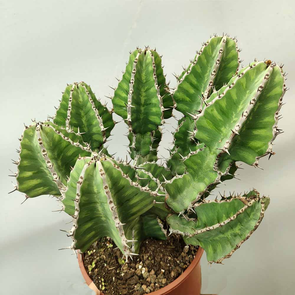 euphorbia cooperi pianta