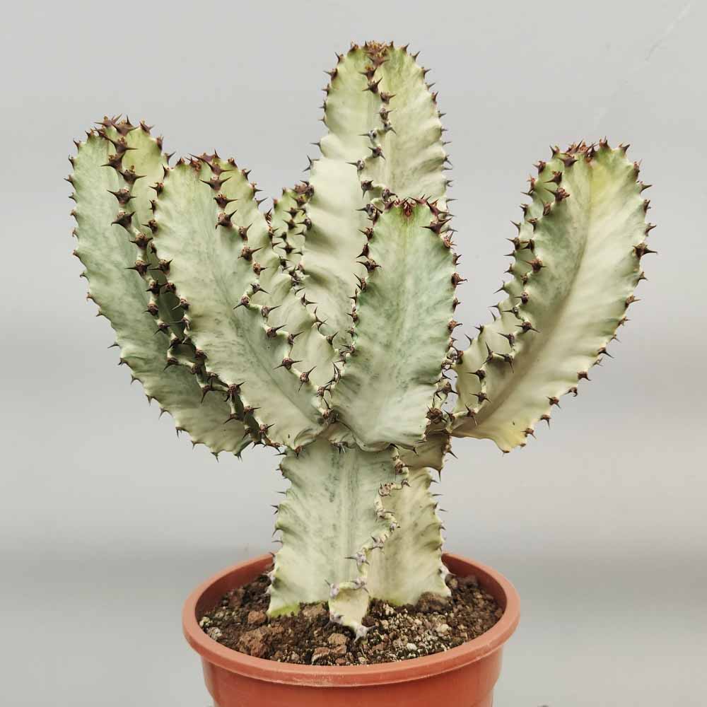euphorbia ingens variegata cactus