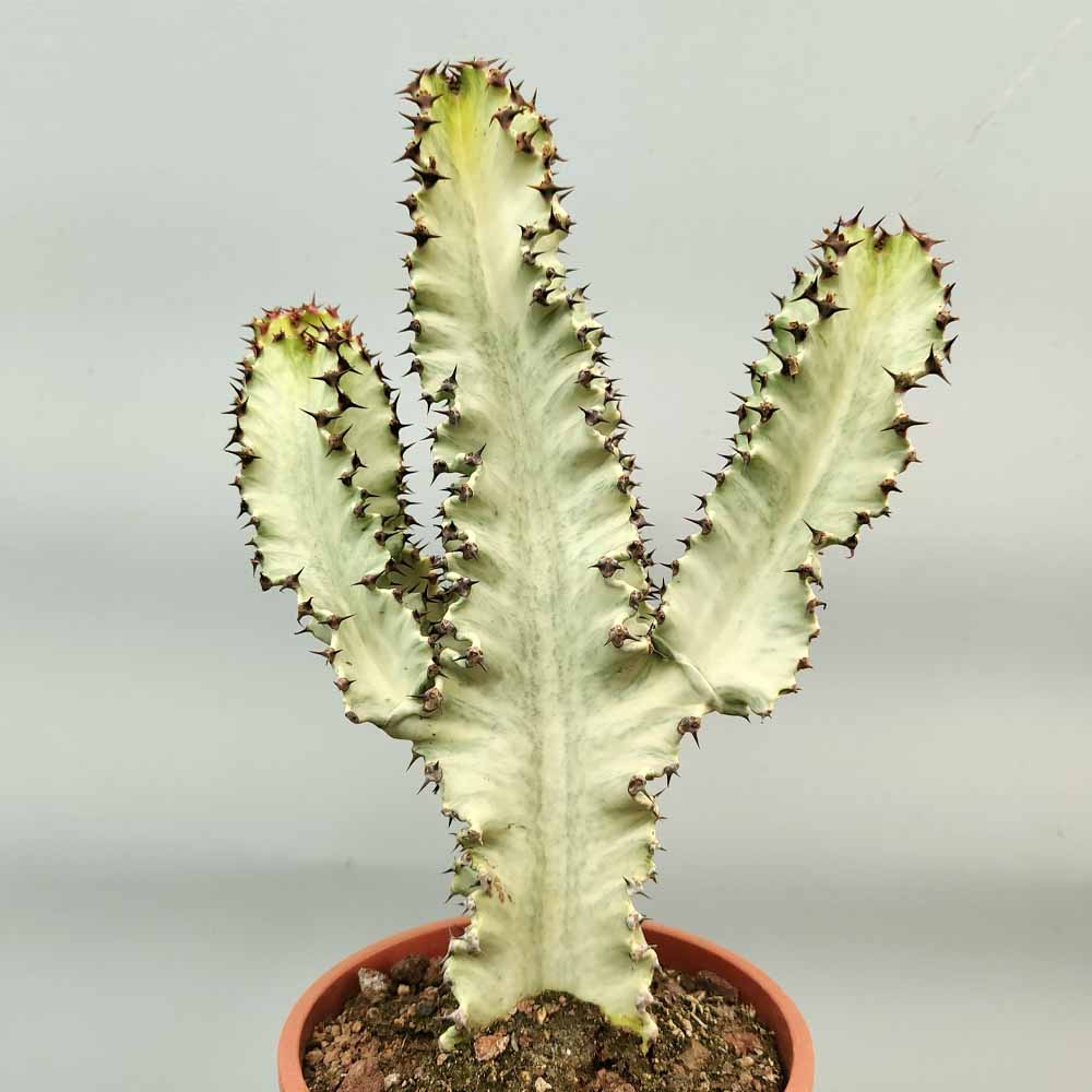 euphorbia ingens variegata cactus