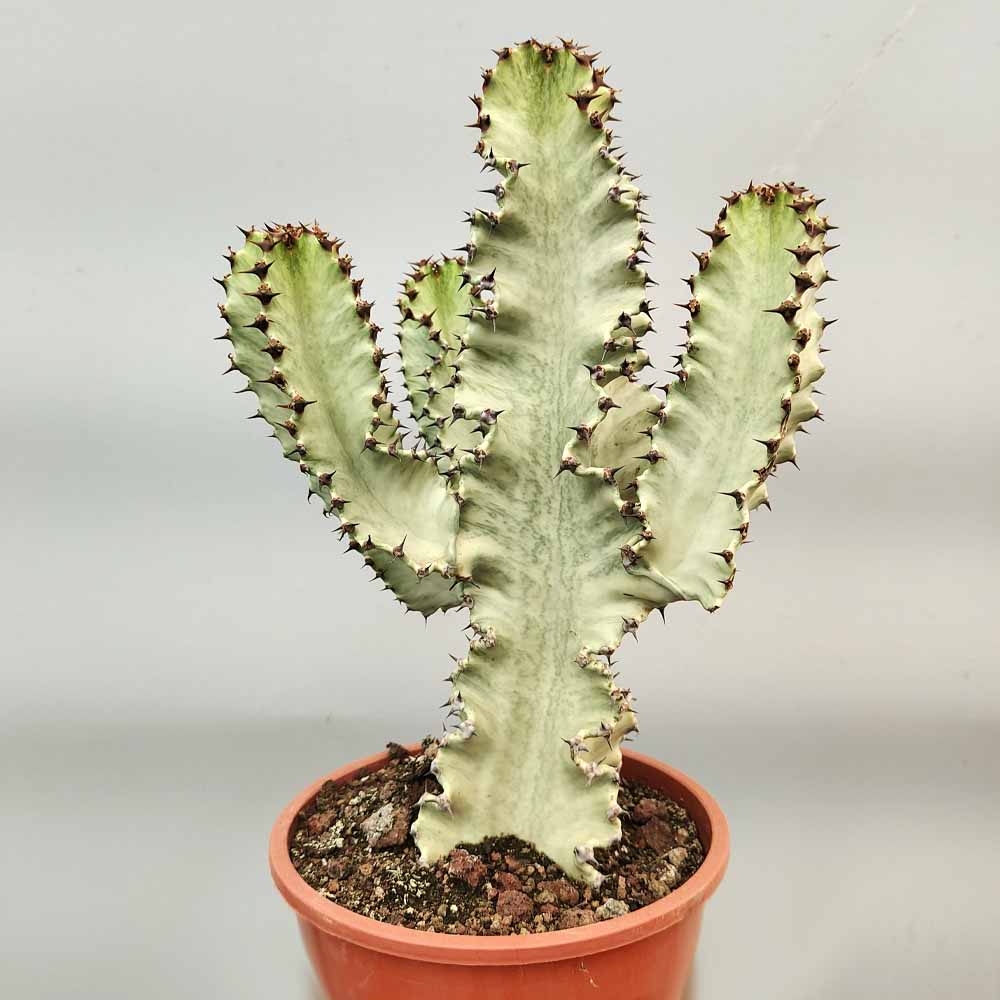 euphorbia ingens variegata