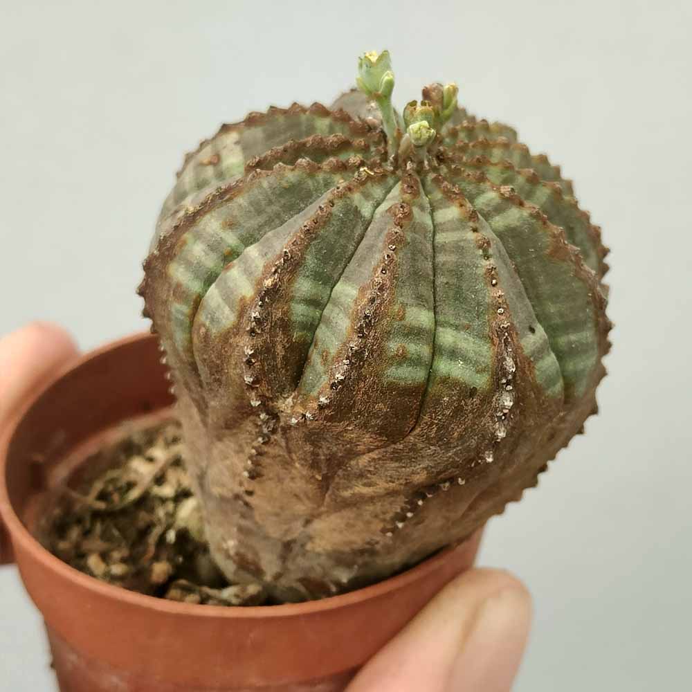 euphorbia obesa cactus