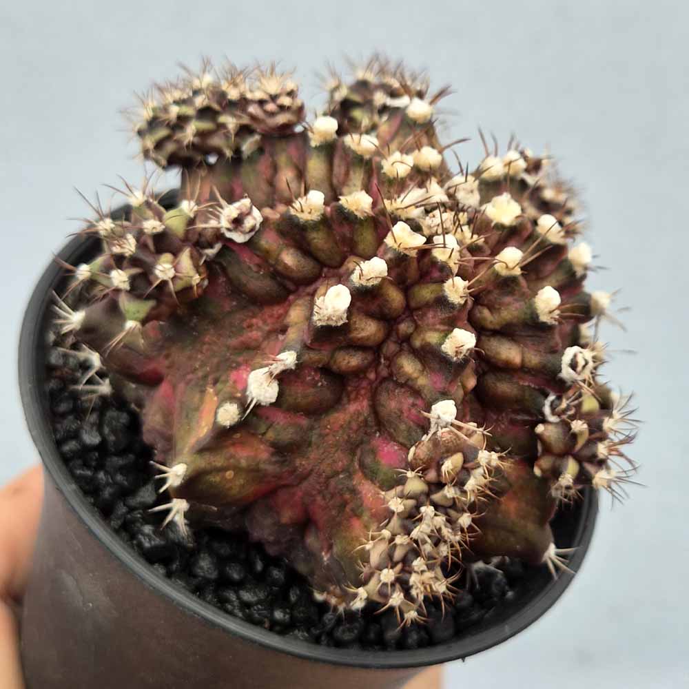 gymnocalycium t-rex