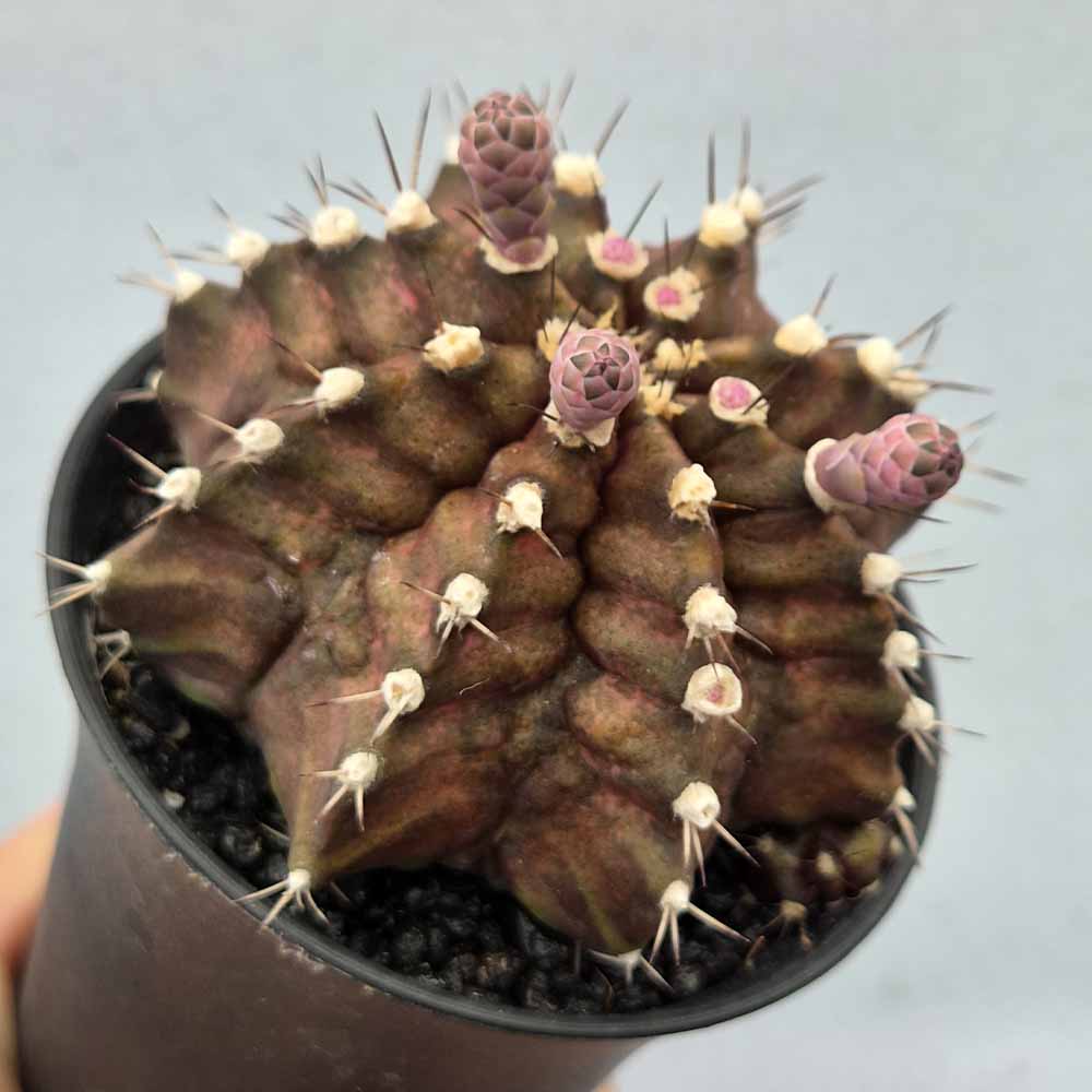 gymnocalycium t-rex cactus