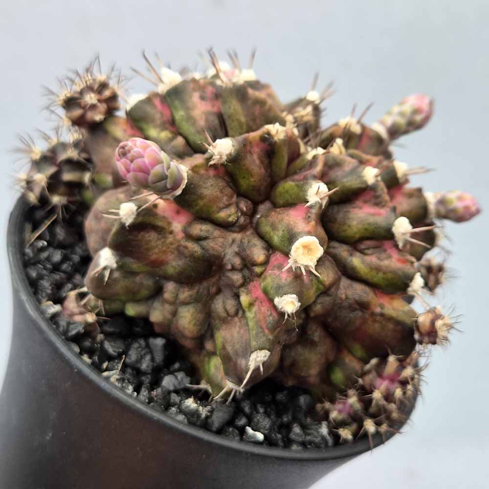 gymnocalycium t-rex cactus