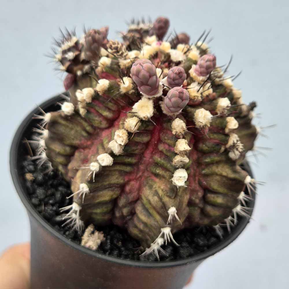 gymnocalycium t-rex pianta