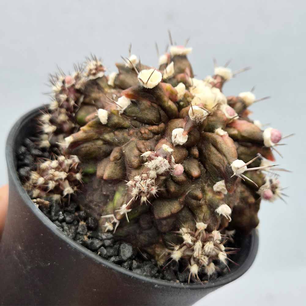 gymnocalycium t-rex pianta