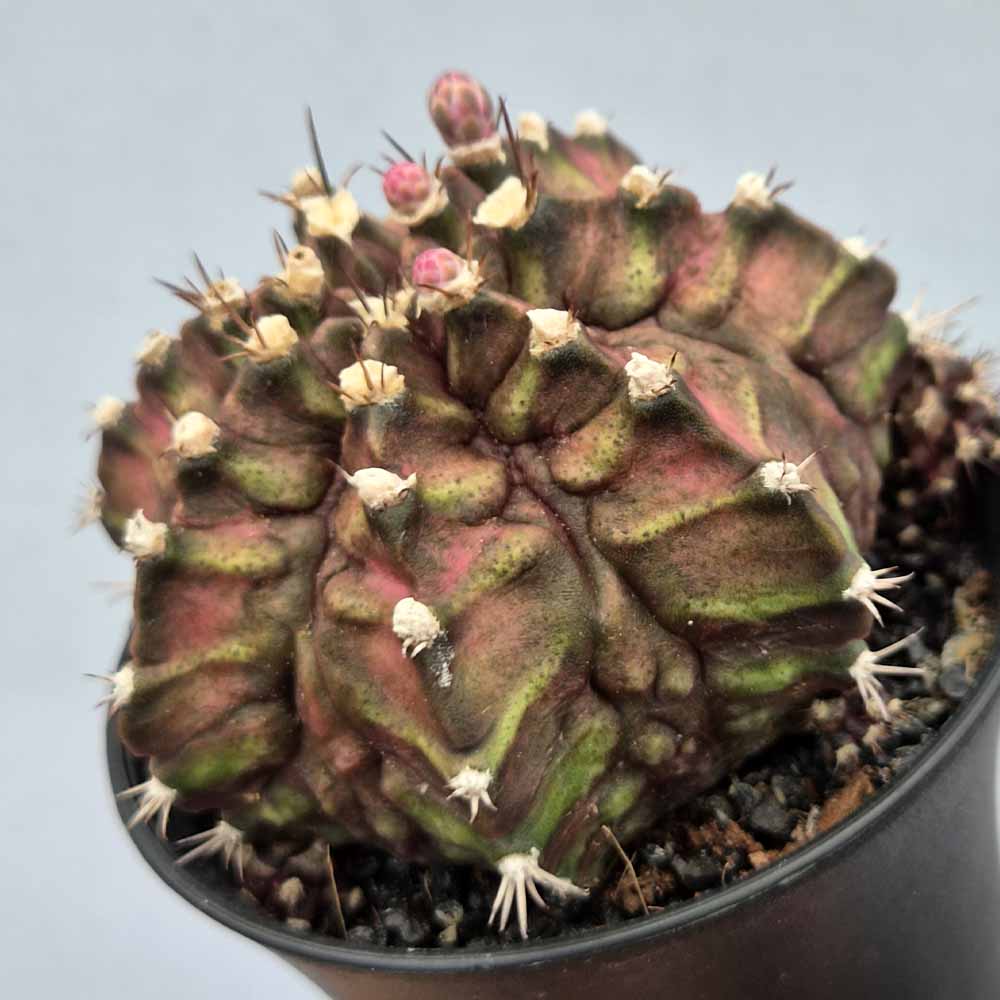 gymnocalycium t-rex