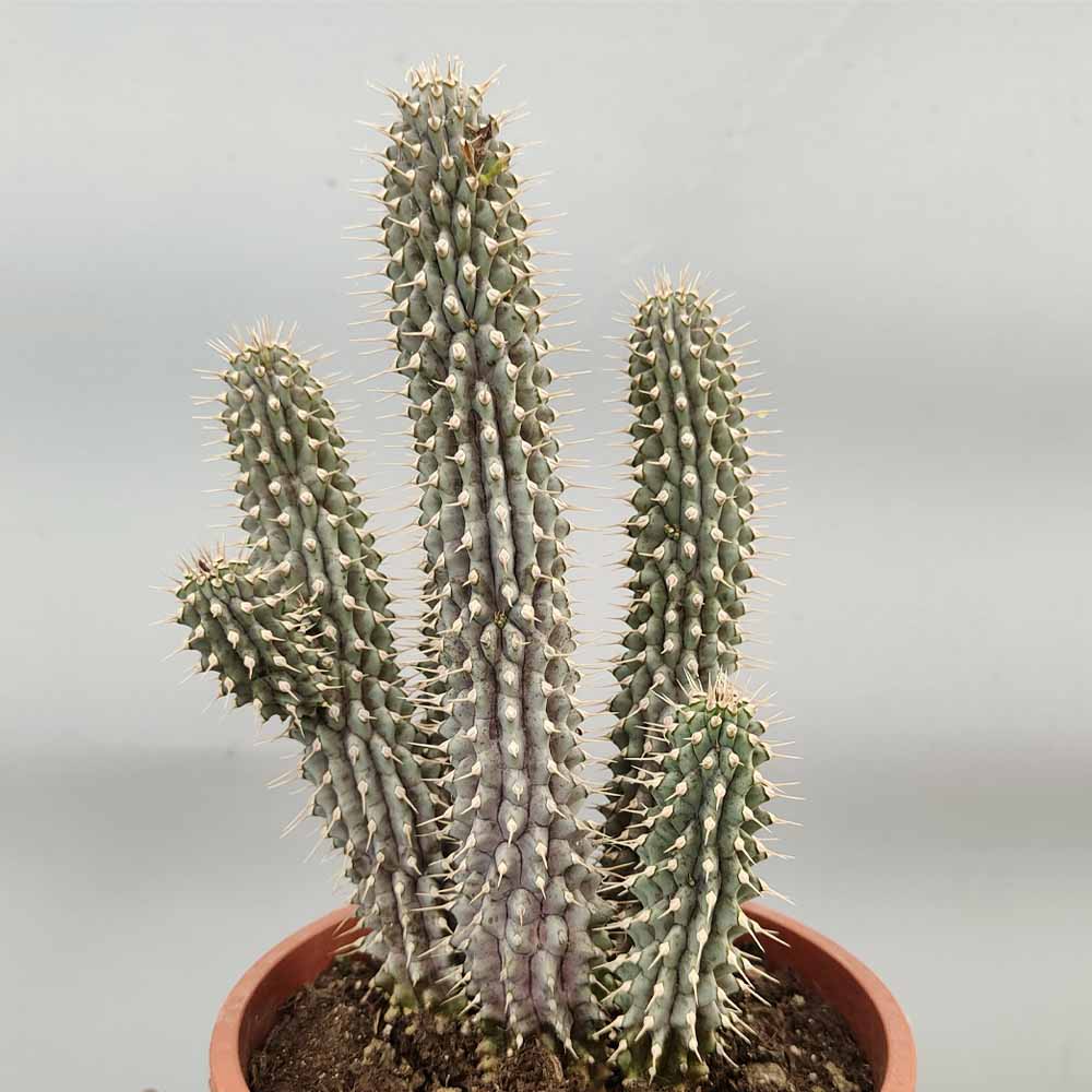 hoodia gordonii