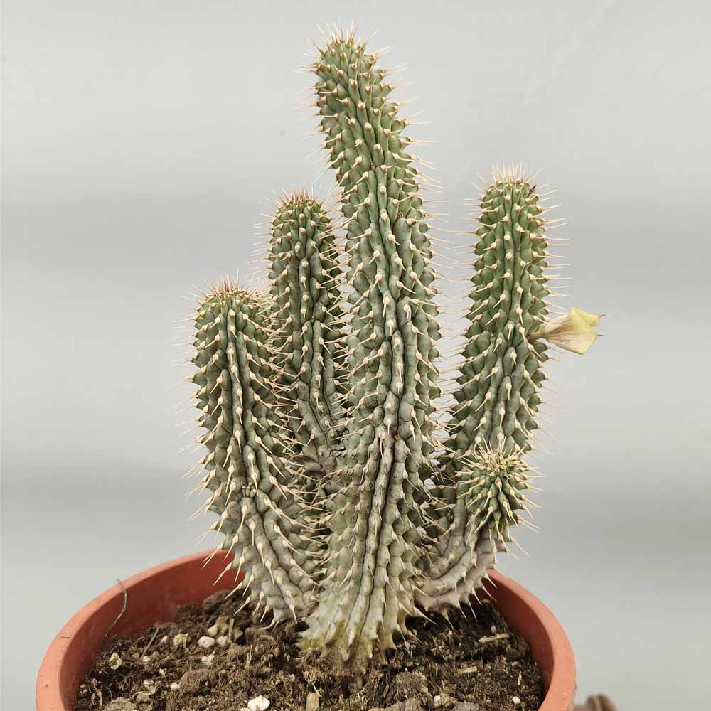 hoodia gordonii