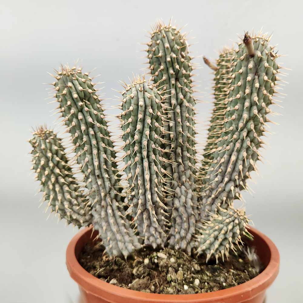 hoodia gordonii