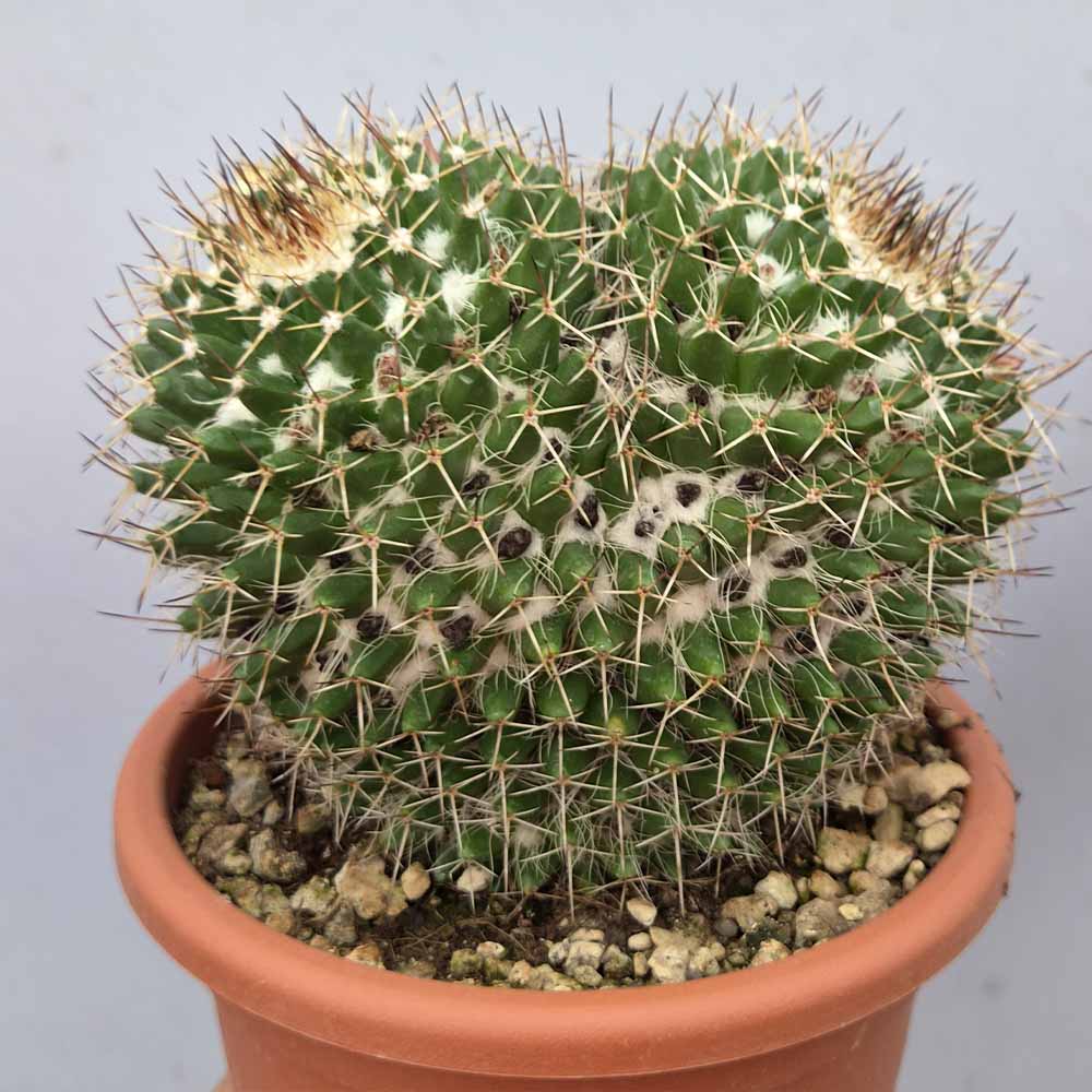 mammillaria politomica