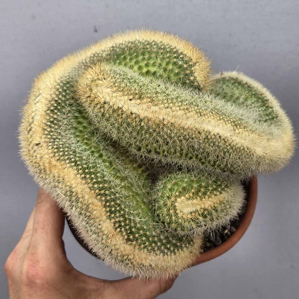 mammillaria pringlei crestata cactus