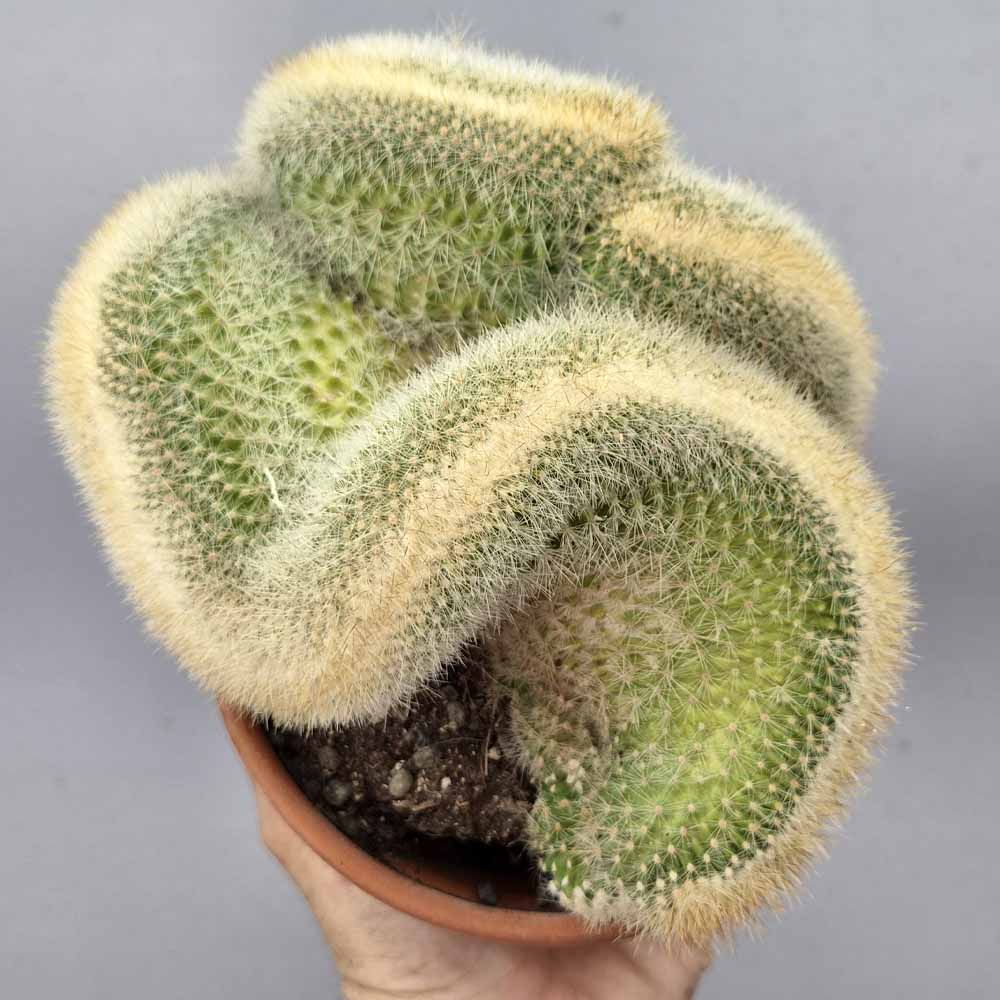 mammillaria pringlei crestata cactus