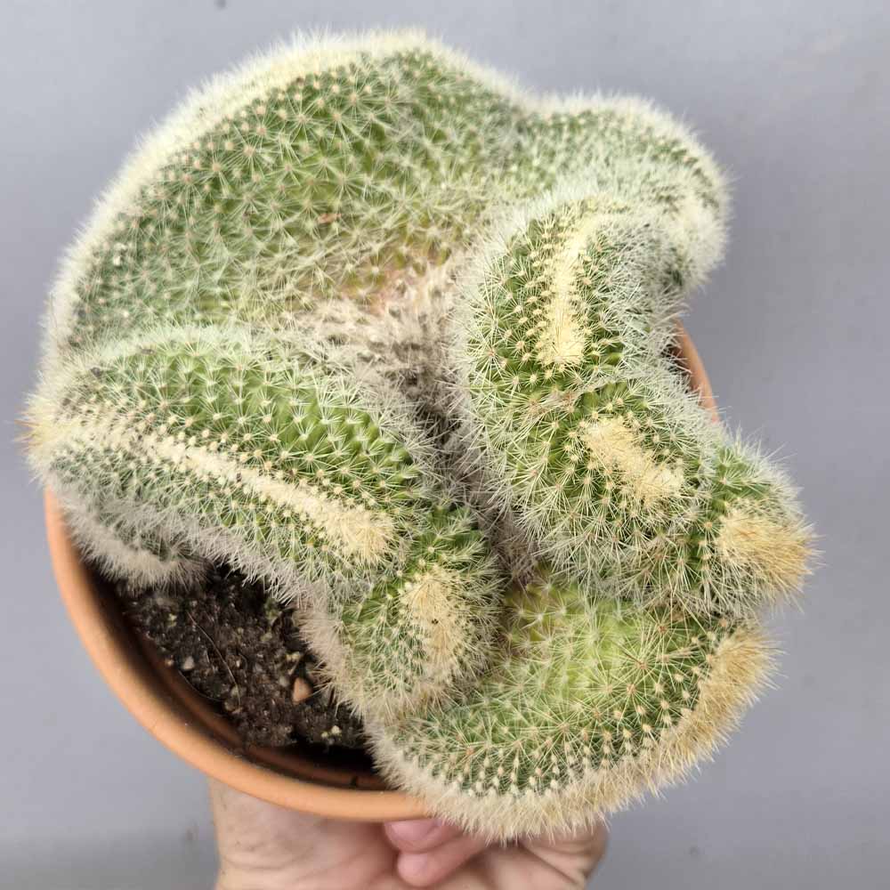 mammillaria pringlei crestata pianta