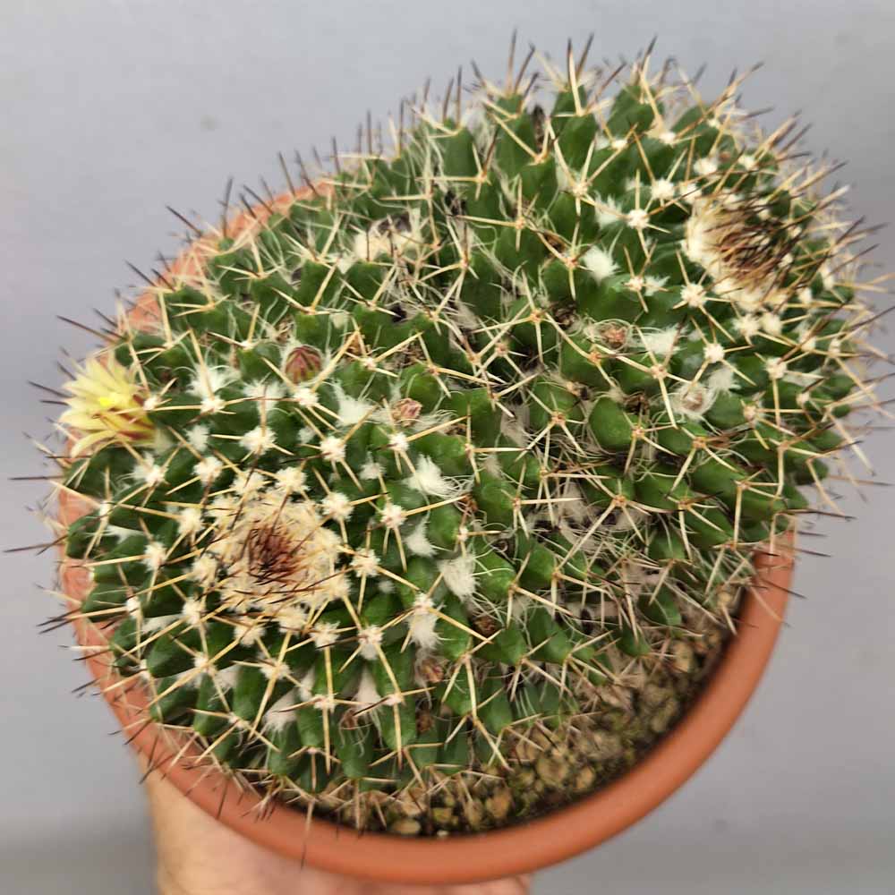 mammillaria sp politomica
