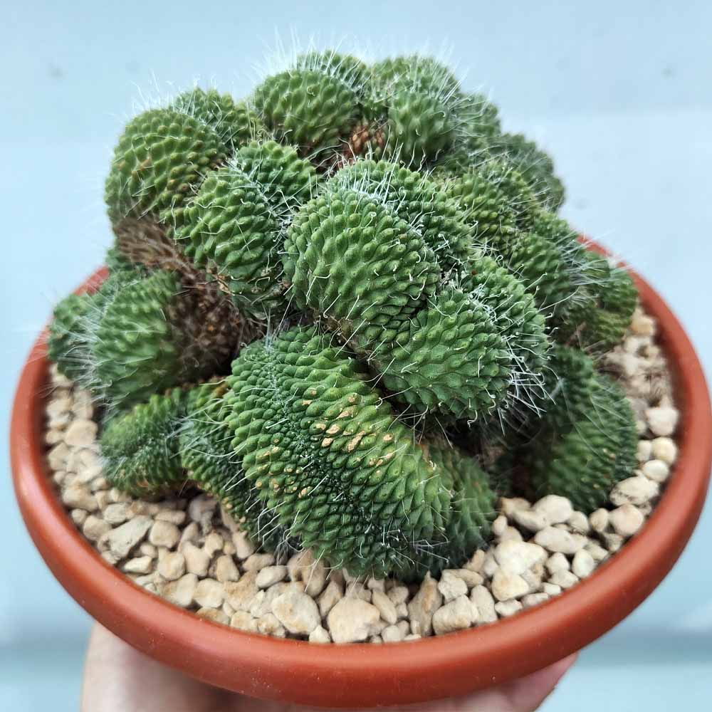 mammillaria spinosissima un pico CRESTATA