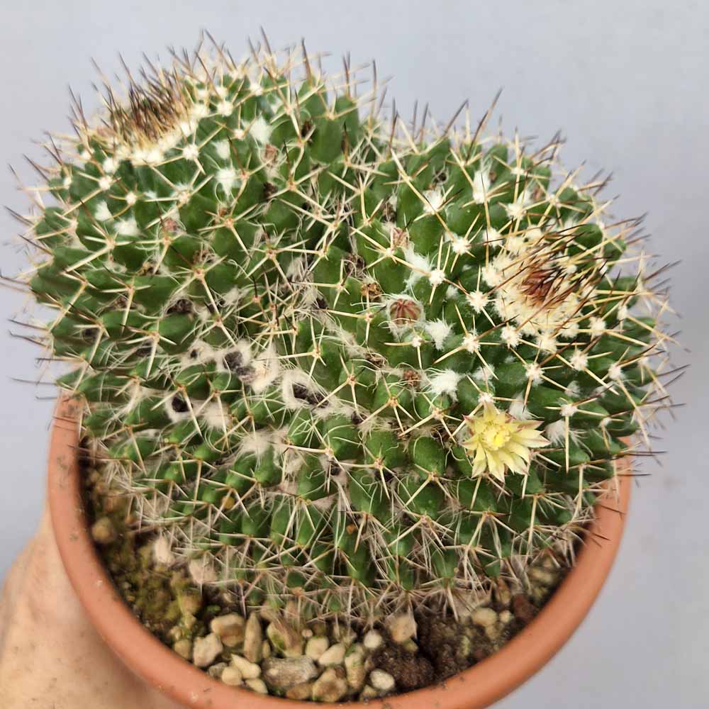 mammillaria