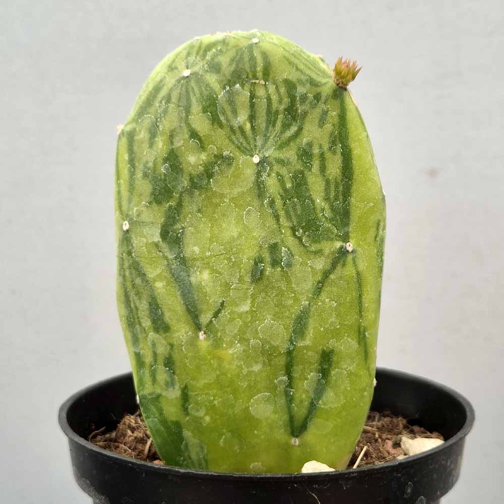 opuntia cochenillifera variegata