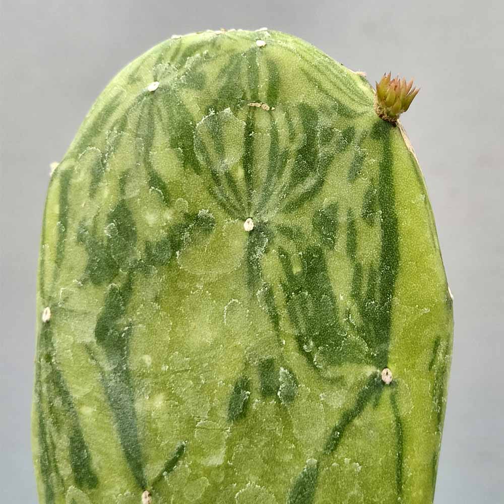 opuntia cochenillifera