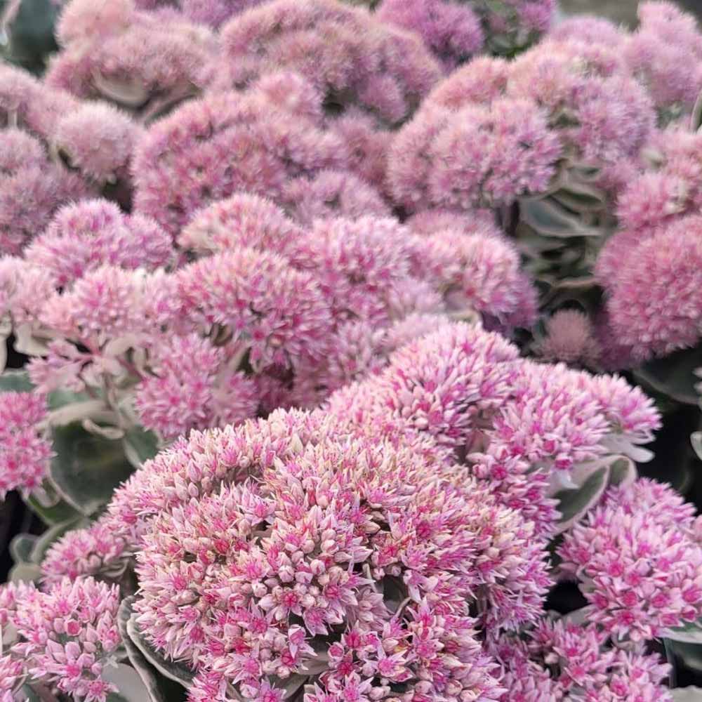sedum telephium 'La Vie en Rose' fiore