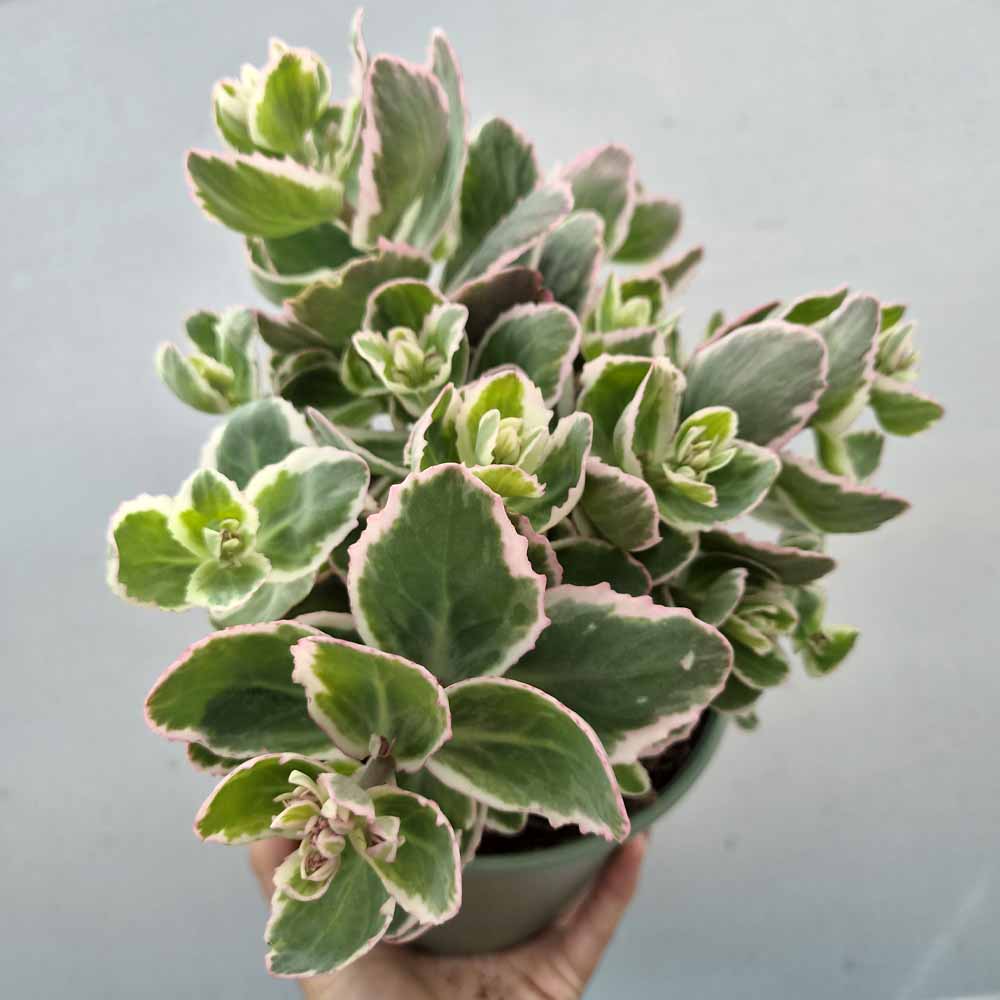 sedum telephium 'La Vie en Rose' pianta