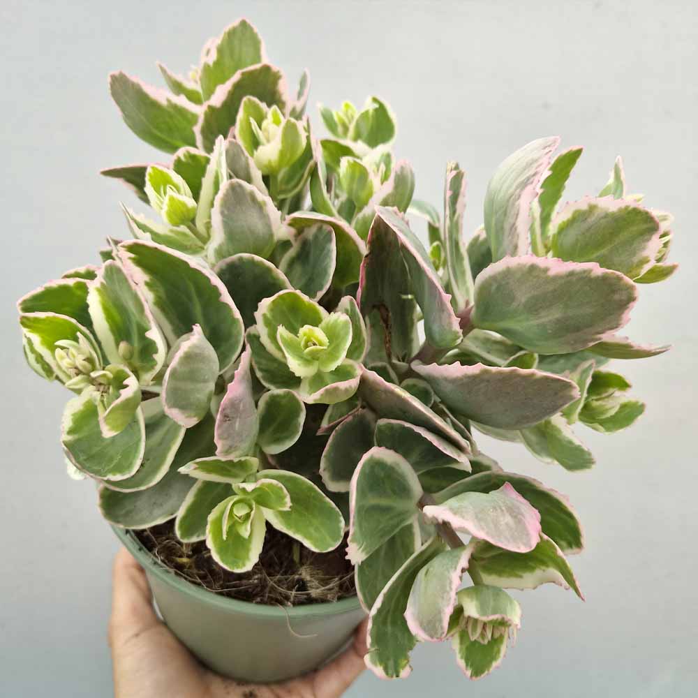 sedum telephium 'La Vie en Rose'