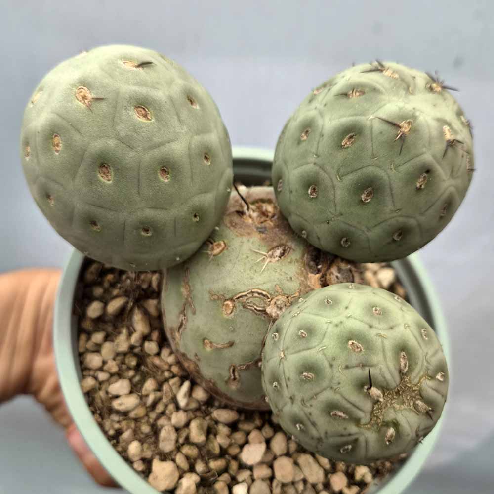 tephrocactus geometricus cactus