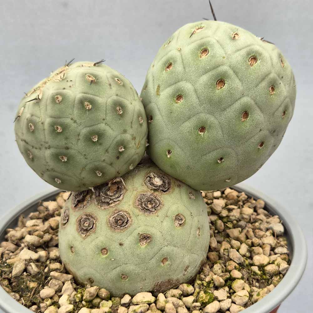 tephrocactus geometricus cactus
