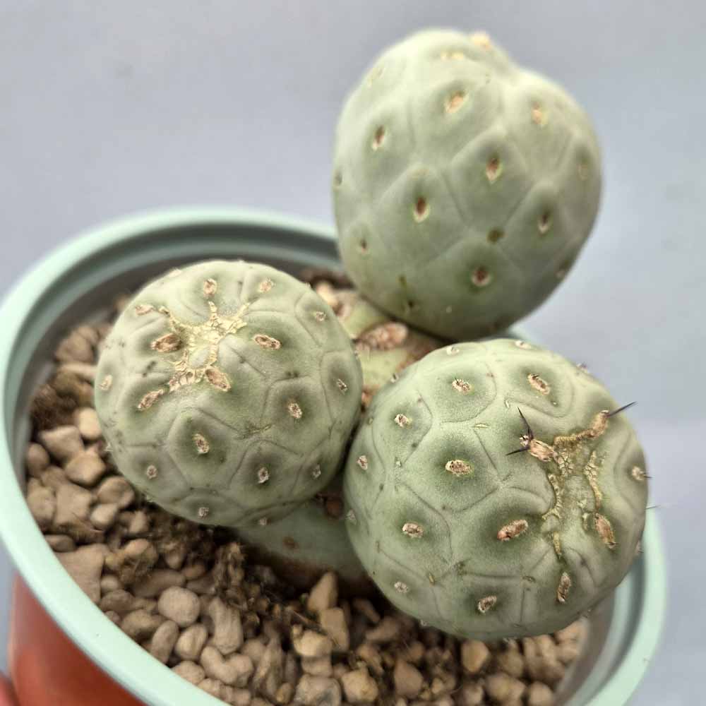 tephrocactus geometricus pianta