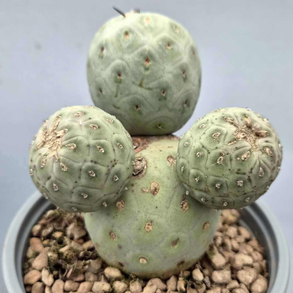 tephrocactus geometricus pianta