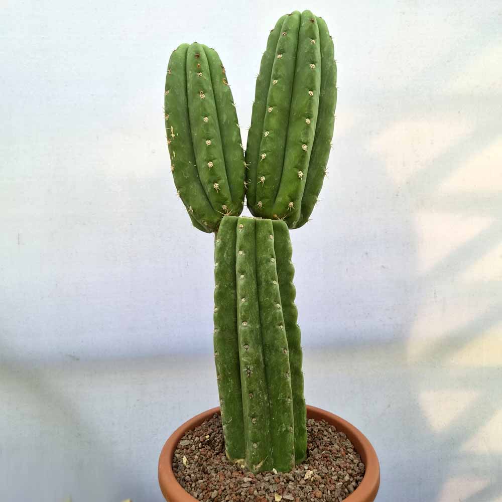 trichocereus bridgesii cactus